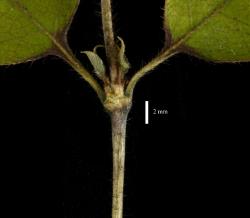 Image: D. Glenny, J. Cruickshank © Landcare Research 2014 